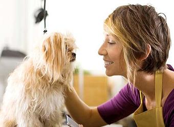 Product - Because We Care Dog & Cat Grooming in San Diego, CA Pet Boarding & Grooming