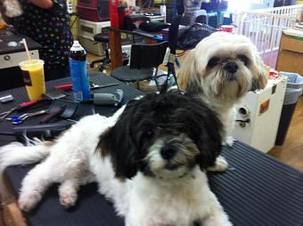 Product - Because We Care Dog & Cat Grooming in San Diego, CA Pet Boarding & Grooming