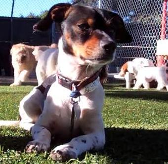 Product: Small dog play yard - Bed & Biscuits Groomingdales in Santa Cruz, CA Pet Boarding & Grooming
