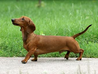 Product - Bed & Bone Too in Buffalo, MN Bedroom Furniture Product - Bed & Bone Too in Buffalo, MN Bedroom Furniture