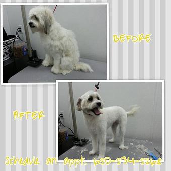 Product - Best Pets in Pacifica, CA Pet Shop Supplies