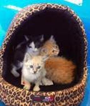 Product - Best Pets in Pacifica, CA Pet Shop Supplies