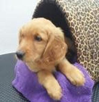 Product - Best Pets in Pacifica, CA Pet Shop Supplies