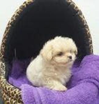 Product - Best Pets in Pacifica, CA Pet Shop Supplies