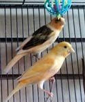 Product - Best Pets in Pacifica, CA Pet Shop Supplies