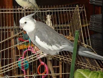 Product - Bird Hut in Portland, OR Pet Care Services