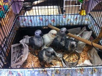 Product - Bird Hut in Portland, OR Pet Care Services