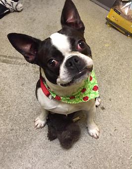 Product - Black Paw in Louisville, CO Pet Boarding & Grooming