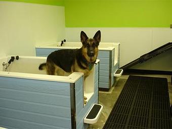 Product - Black Paw in Louisville, CO Pet Boarding & Grooming