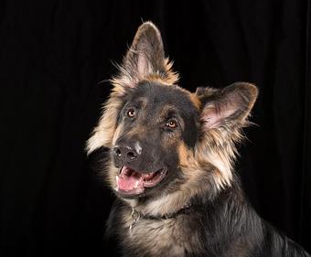 Product - Black Paw in Louisville, CO Pet Boarding & Grooming