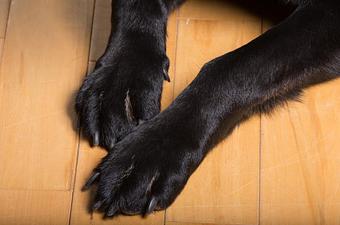Product - Black Paw in Louisville, CO Pet Boarding & Grooming