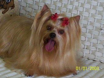 Product - Blondee's Goochie Pooch in Melbourne, FL Pet Care Services