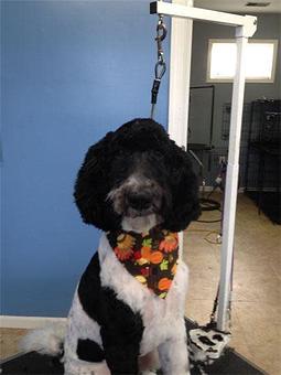 Product - Blooming Tails Dog Grooming in Point Pleasant Boro, NJ Pet Boarding & Grooming