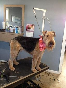 Product - Blooming Tails Dog Grooming in Point Pleasant Boro, NJ Pet Boarding & Grooming