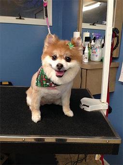 Product - Blooming Tails Dog Grooming in Point Pleasant Boro, NJ Pet Boarding & Grooming