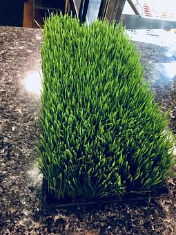 Product: Wheat Grass - Blue Jasmine Cafe in Scotch Plains, NJ American Restaurants