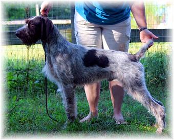 Product - Blue Line Kennel in Waxhaw, NC Pet Boarding & Grooming