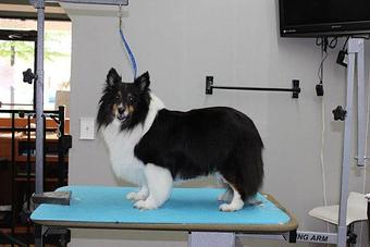Product - Blue Ribbon Pet Styling in Lexington, SC Pet Boarding & Grooming