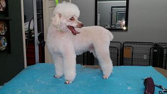 Product - Blue Ribbon Pet Styling in Lexington, SC Pet Boarding & Grooming