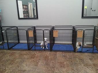 Product - Blue Ribbon Pet Styling in Lexington, SC Pet Boarding & Grooming