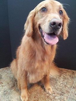 Product - Blue Ribbon Pet Styling in Lexington, SC Pet Boarding & Grooming