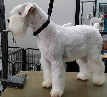 Product - Blue Ribbon Pet Styling in Lexington, SC Pet Boarding & Grooming