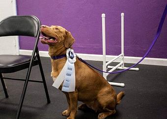 Product - Bluedog in Andover, MA Pet Care Services