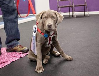 Product - Bluedog in Andover, MA Pet Care Services
