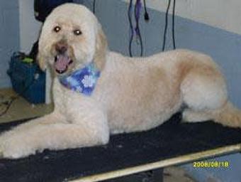 Product - Broadview Kennels in Aurora, CO Pet Boarding & Grooming
