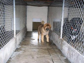 Product - Broadview Kennels in Aurora, CO Pet Boarding & Grooming