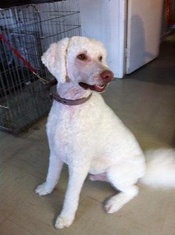 Product - Bubbles & Bows Dog Grooming in Copperas Cove, TX Pet Boarding & Grooming