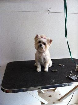 Product - Bubbles & Bows Dog Grooming in Copperas Cove, TX Pet Boarding & Grooming