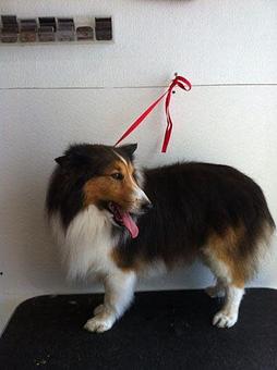 Product - Bubbles & Bows Dog Grooming in Copperas Cove, TX Pet Boarding & Grooming