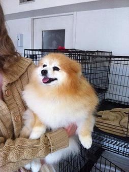 Product - Bubbles & Bows Dog Grooming in Copperas Cove, TX Pet Boarding & Grooming