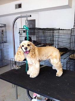 Product - Bubbles & Bows Dog Grooming in Copperas Cove, TX Pet Boarding & Grooming