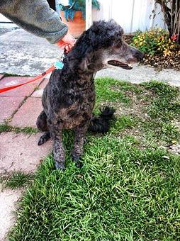 Product - Bubbles & Bows Dog Grooming in Copperas Cove, TX Pet Boarding & Grooming
