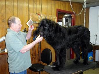 Product - Buckwalter Kennels in Malvern, PA Pet Boarding & Grooming