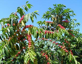 Product - Buddha's Cup- Coffee Tours & Tasting in Holualoa, HI Tours & Guide Services