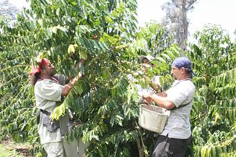 Product - Buddha's Cup- Coffee Tours & Tasting in Holualoa, HI Tours & Guide Services