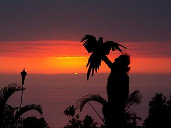 Product - Buddha's Cup- Coffee Tours & Tasting in Holualoa, HI Tours & Guide Services