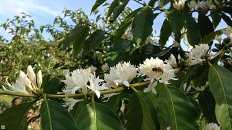 Product - Buddha's Cup- Coffee Tours & Tasting in Holualoa, HI Tours & Guide Services