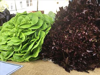 Product: Bacon Farms Bibb lettuces at Farmer's Market - Burlingame in Historic District - Fernandina Beach, FL American Restaurants