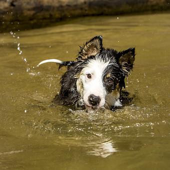 Product - Camp Dog Works in Zirconia, NC Pet Boarding & Grooming