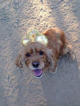 Product - Camp Ilene in Corona, CA Campgrounds