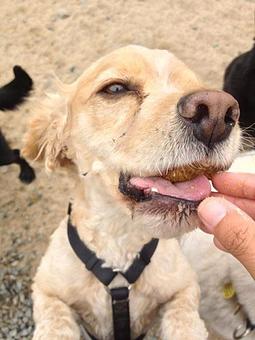 Product - Camp Ilene in Corona, CA Campgrounds