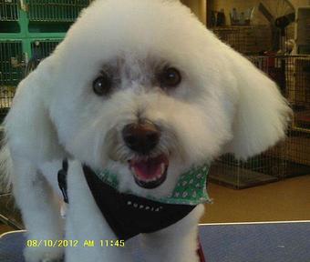 Product - Canine Clip N Snip in Mount Clemens, MI Beauty Salons