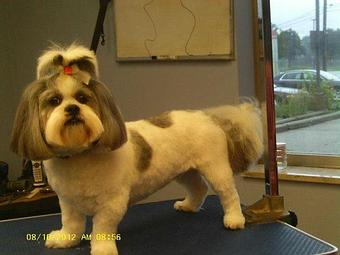 Product - Canine Clip N Snip in Mount Clemens, MI Beauty Salons
