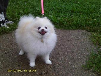 Product - Canine Clip N Snip in Mount Clemens, MI Beauty Salons