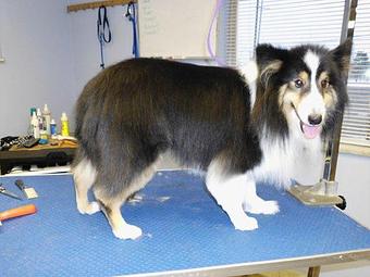 Product - Canine Clip N Snip in Mount Clemens, MI Beauty Salons