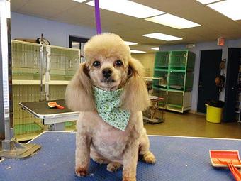 Product - Canine Clip N Snip in Mount Clemens, MI Beauty Salons